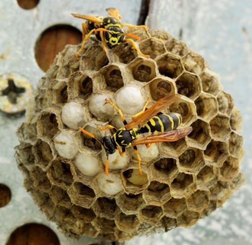 Polistes dominula